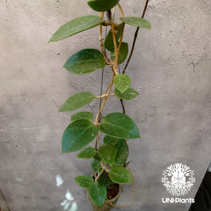 Hoya Parasitica Heart Leaves Splash ホヤ パラシティカ ハ