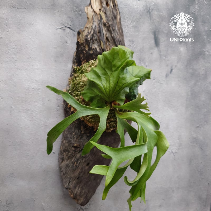 ビカクシダ コロナリウム フィリピネスフォーム Platycerium coronarium