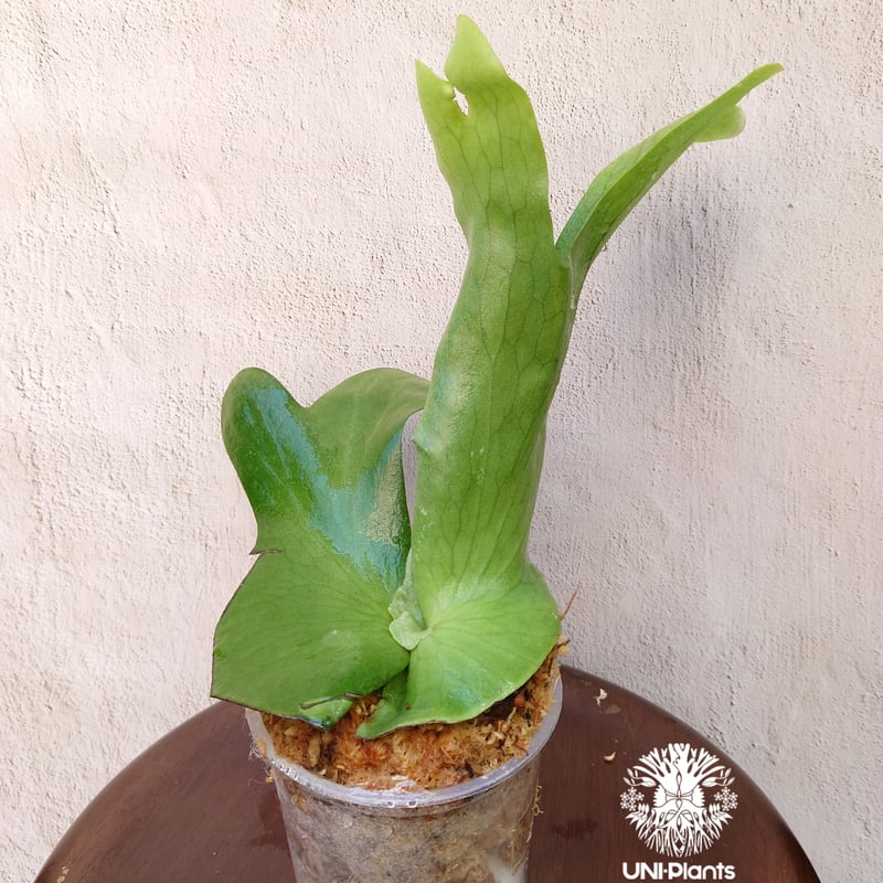 初入荷! ビカクシダ ホルタミー Platycerium holttumii コウモリラン