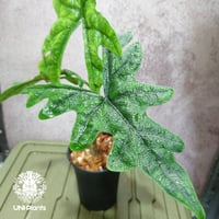 Alocasia jacklyn アロカシア ジャクリン アロカシアジャックリ 観葉植物 珍奇植物  希少 珍しい インテリア植物 アロイド