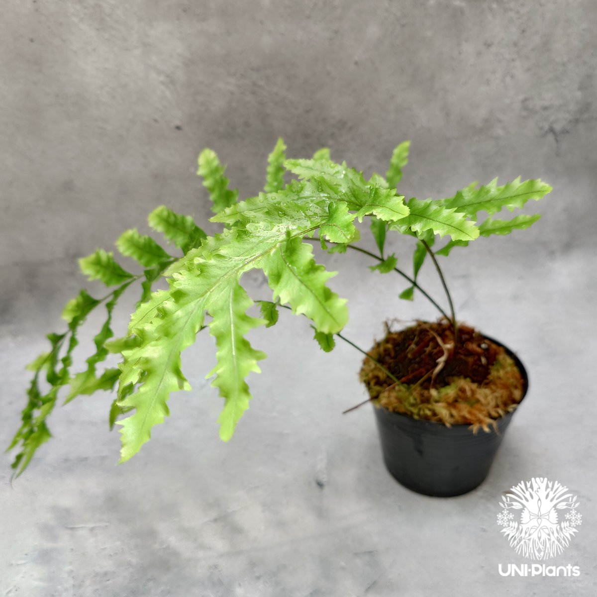 Drynaria rigidula `whitei' ドリナリア·リギデュラ'ホワイティ' 観