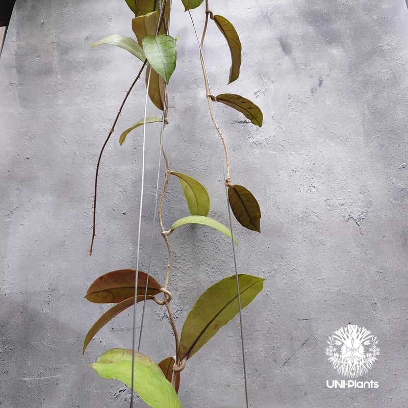 Hoya Gunung gading ホヤ グヌンガディング ホヤ植物 ホヤの花 Hoya p
