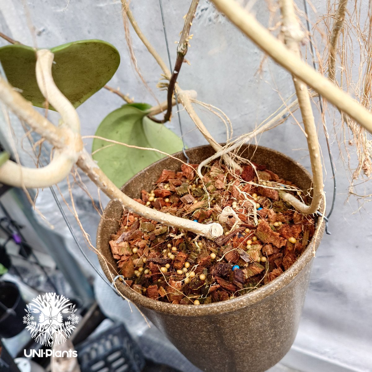 極めて希少種レア hoya desvoeuxensis サクララン Hoya Loyceangrewsiana ホヤ植物 ホヤの花 希少な植物 Hoyaplan