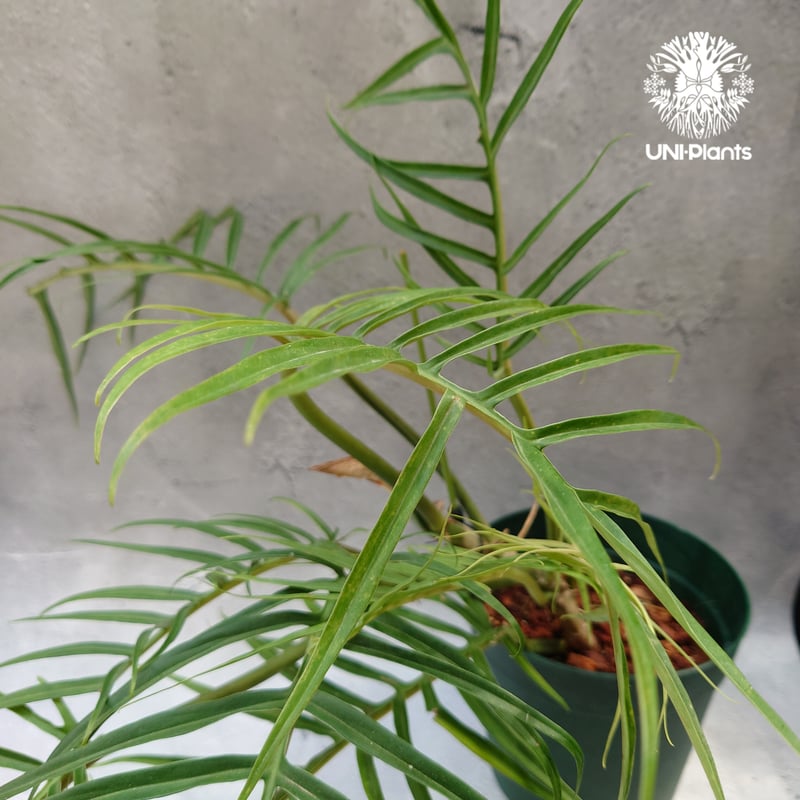 Philodendron tortum フィロデンドロン トータム フィロデンドロン Phil