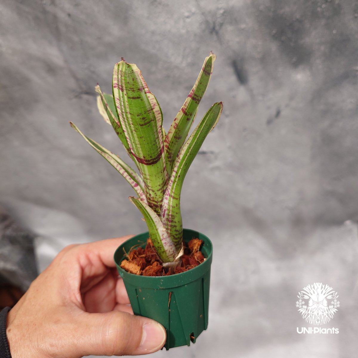 ネオレゲリア ハローキティ Neoregelia Hello Kitty ネオレゲリア ハローキティ Neoregeli