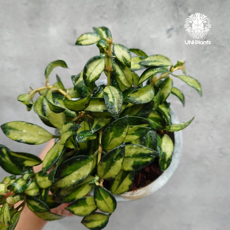 Hoya Lacunosa Bruno ホヤ ラクノーサ ブルーノ 斑入り ホヤ植物 ホヤ