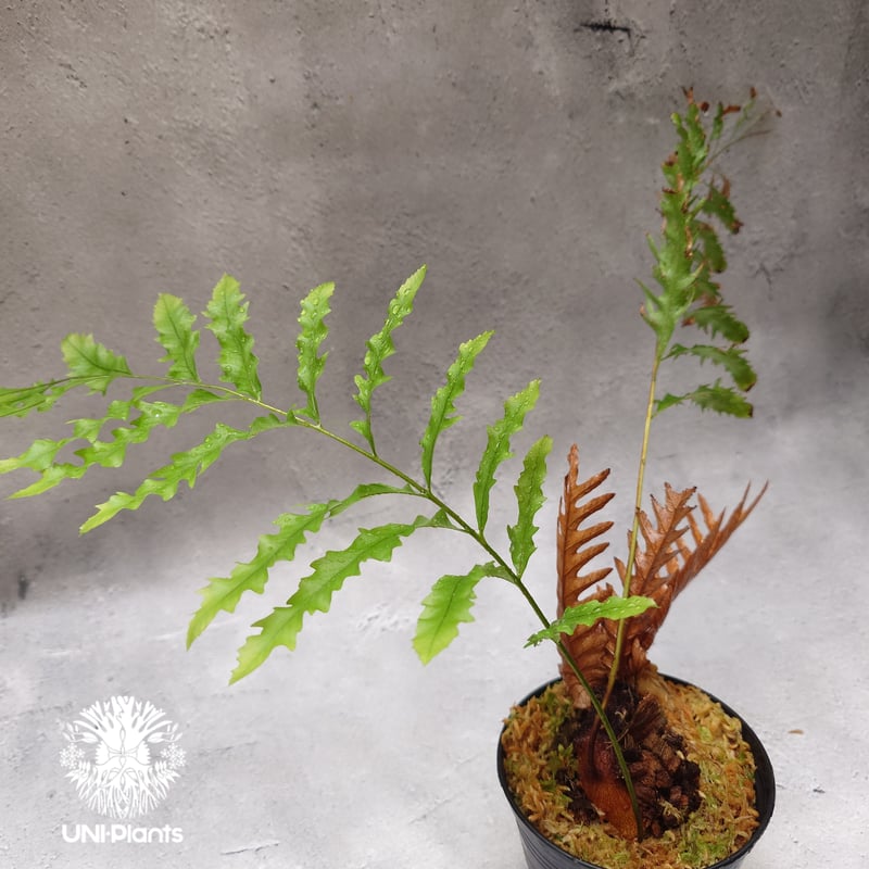 ドリナリア　リギデュラ　ホワイティ　株分け Drynaria rigidula `whitei' ドリナリア·リギデュラ'ホワイティ