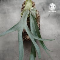 ビカクシダ 品種不明 Platycerium sp. コウモリラン ビカクシダ