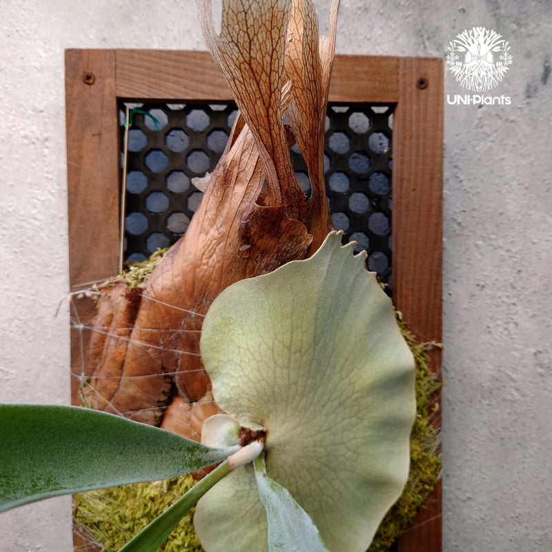 初入荷! ビカクシダ ピューチャン コンパクト Platycerium 初入荷! ビカクシダ ピューチャン コンパクト Platycerium
