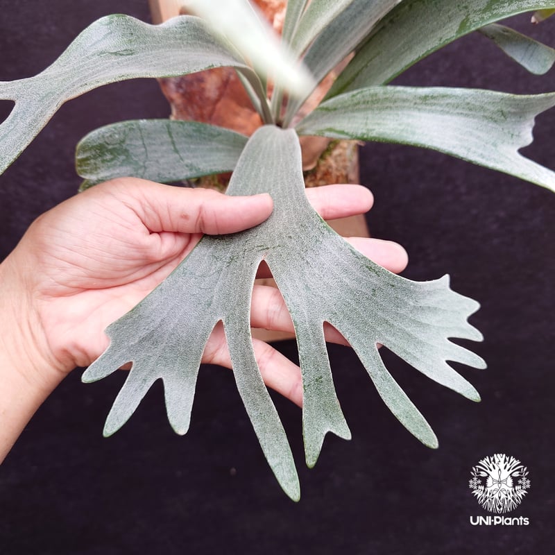 P.veitchii sp. sporeling TIP#11 株分け P.veitchii sp. sporeling TIP#11 株分け P.Veitchii Wild P.veitchii