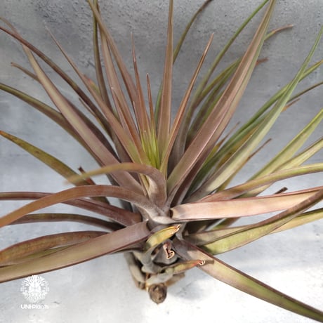 Tillandsia novakii チランジアノバキー Tillandsia インテリア植物 エアープランツ エアプランツ ティランジア