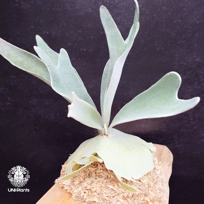 Patycerium veitchii cv. Silver frond ビカクシダ ベイチー