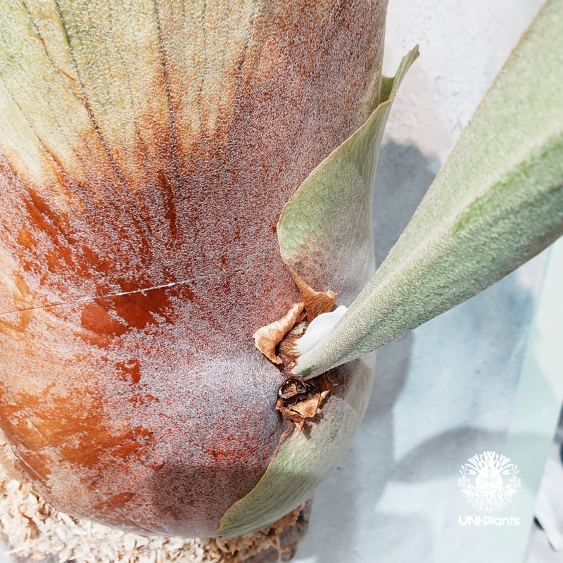 国内繁殖株・一点物】Platycerium hillii Panama ｜ビカクシダ ヒリ