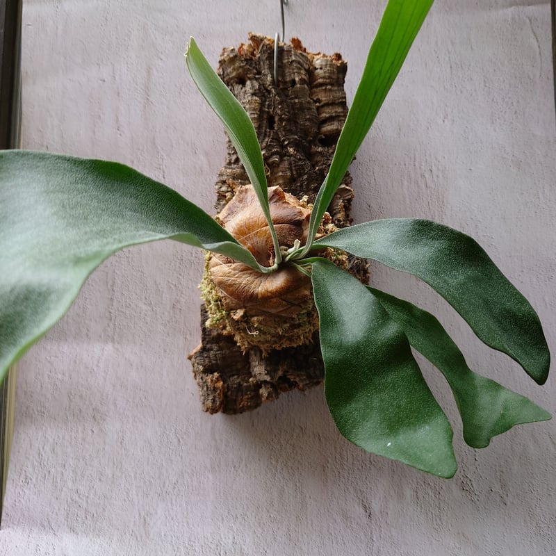 ビカクシダ(コウモリラン) ビフルカツム Platycerium bifurcatum | U