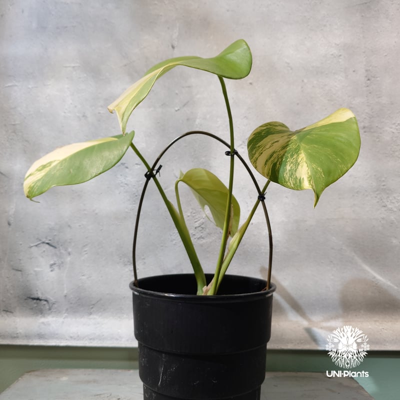 国内繁殖株・一点物】Monstera borsigiana aurea variegate｜