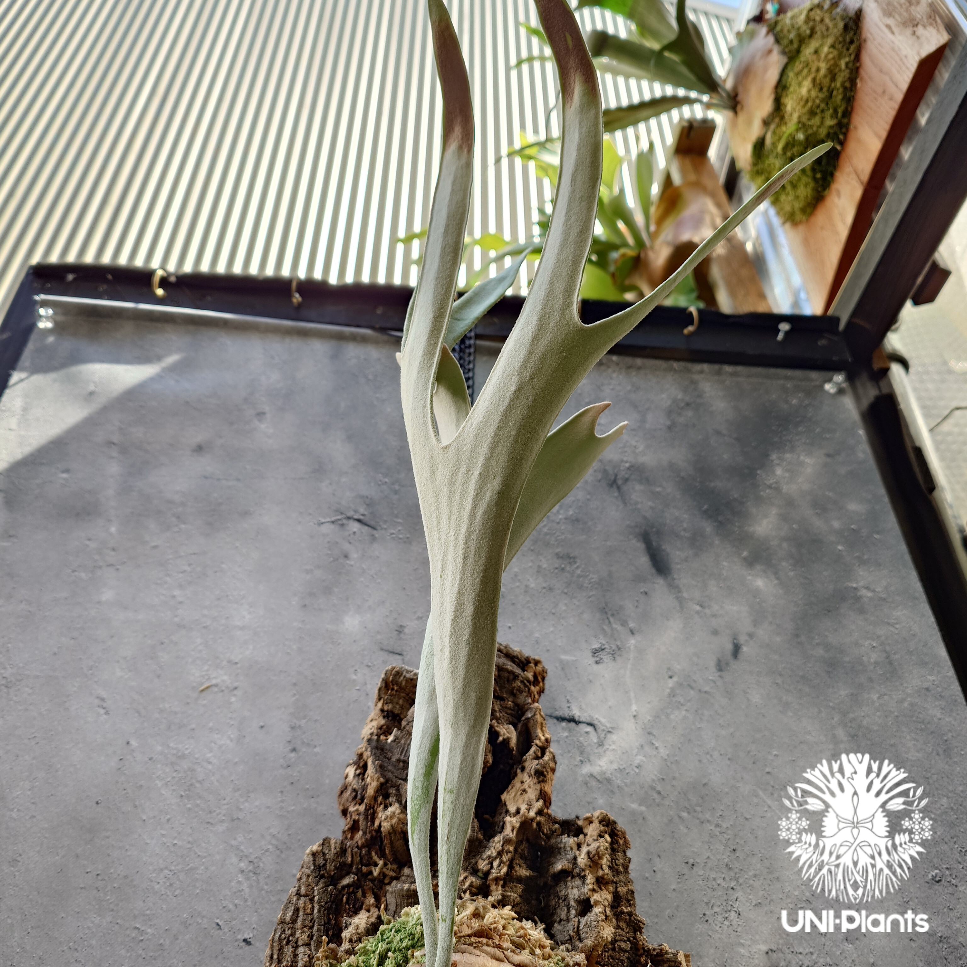 ビカクシダ ベイチー シルバーフロンド Patycerium veitchii cv. Sil