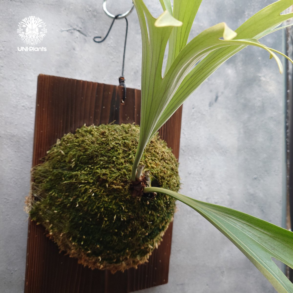 Platycerium alcicorne var.Madagascar ビカクシダ アルシコ