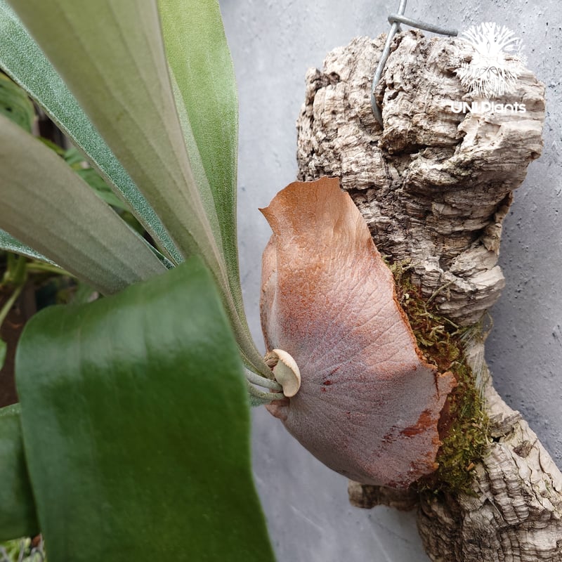 Platycerium Mt.Lewis（pup）ビカクシダ マウントルイス シダ