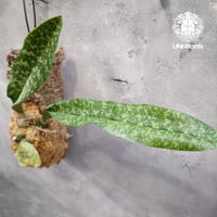 Oececlades maculata オエセオクラデス マクラタ 着生植物 珍しい 着生蘭 着生ラン 着生コルク ハンキング植物