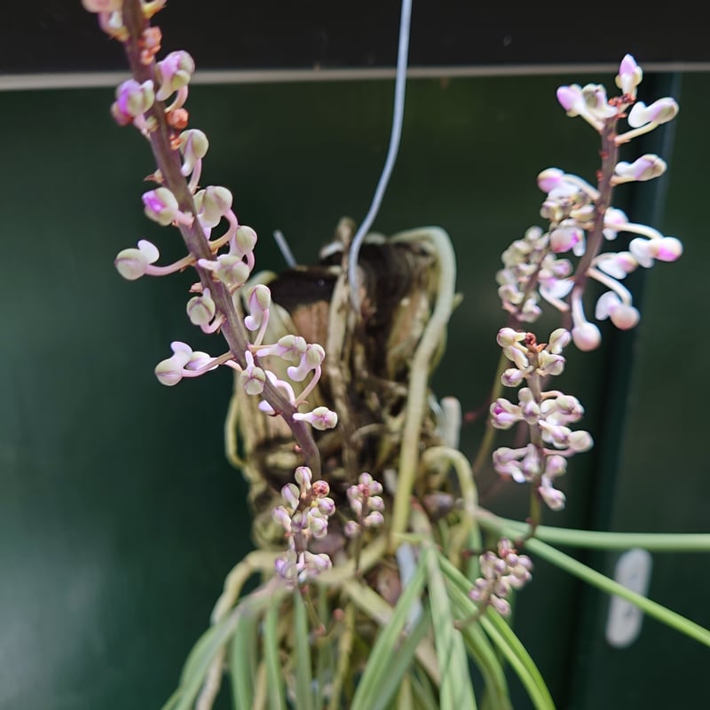 セイデンファデニア ミトラタ 250714 3 セイデンファデニア ミトラタ Seidenfadenia mitrata 開花しま