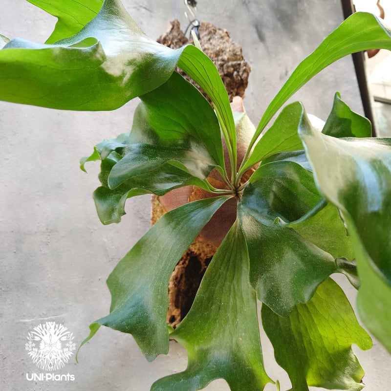 ビカクシダ hillii系 ドラゴン×マセラティ 大き目 マセドラ ビカクシダ hillii系 ドラゴン×マセラティ 大き目 マセドラ 1