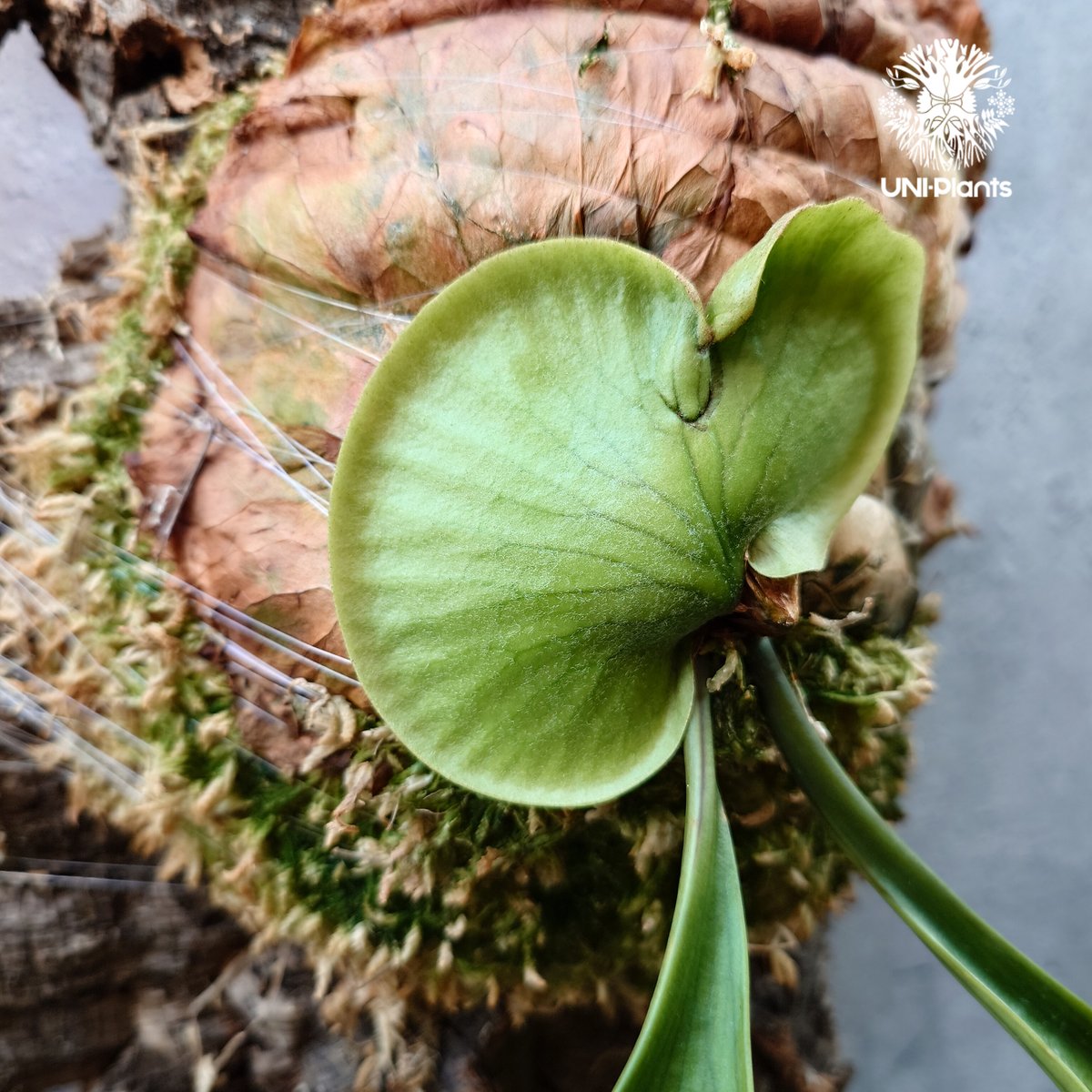 ビカクシダ コロナリウム Platycerium coronarium⑮ ビカクシダ コロナリウム Platycerium coronarium コウモリラン
