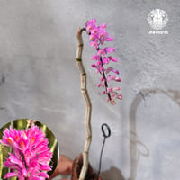 【タイ直輸入·開花中】Dendrobium secundum x Sib ｜ デンドロビューム セクンドゥム × Sib ｜珍品・希少ラン・蘭の花｜着生ラン
