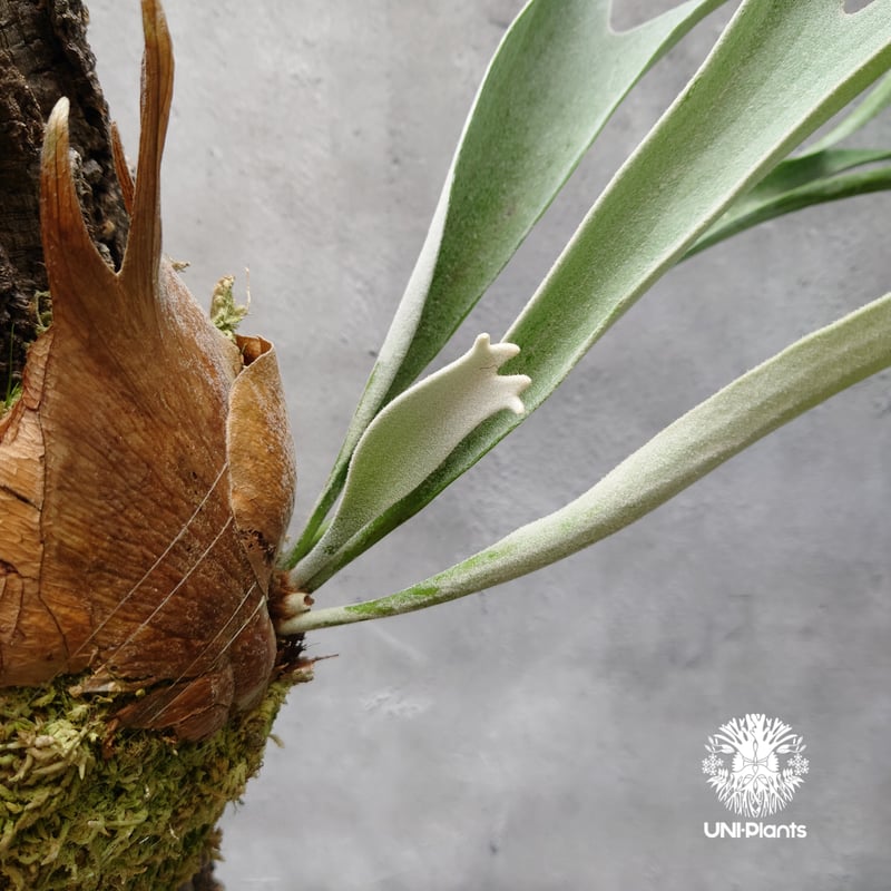 ビカクシダ ベイチー Platycerium veitchii コウモリラン ビカクシダ