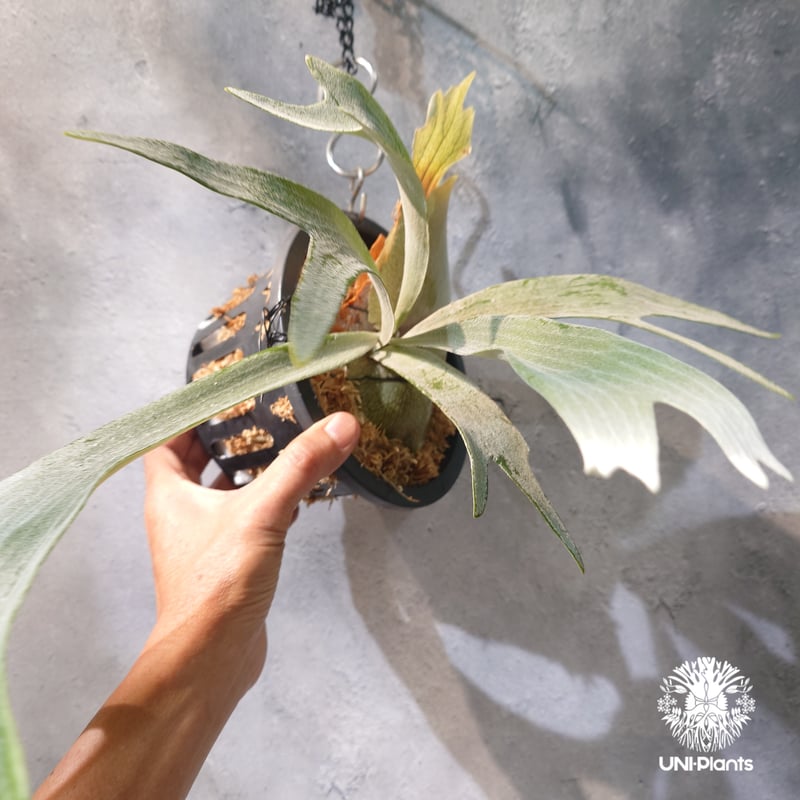 国内繁殖株・一点物】Platycerium bifurcatum 'white' ｜ビカ