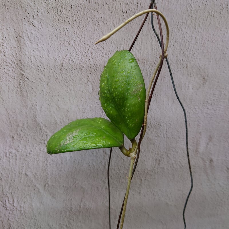 ホヤ cv.ナタリー Hoya cv. Nathalie ホヤ植物 植物 珍奇植物