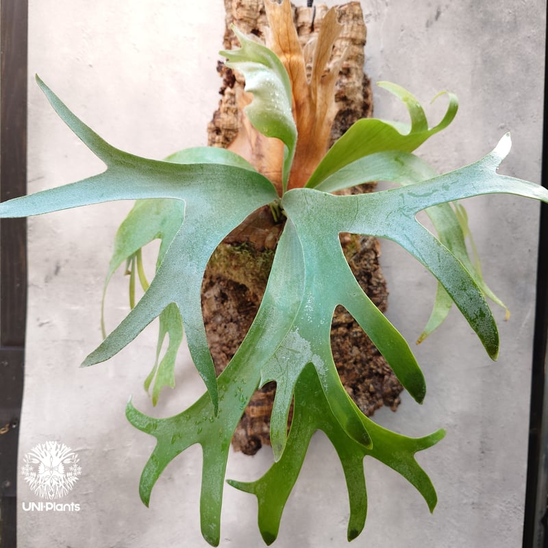 Platycerium Banna #A (pup) ビカクシダ バンナ #A (子株) ビカ