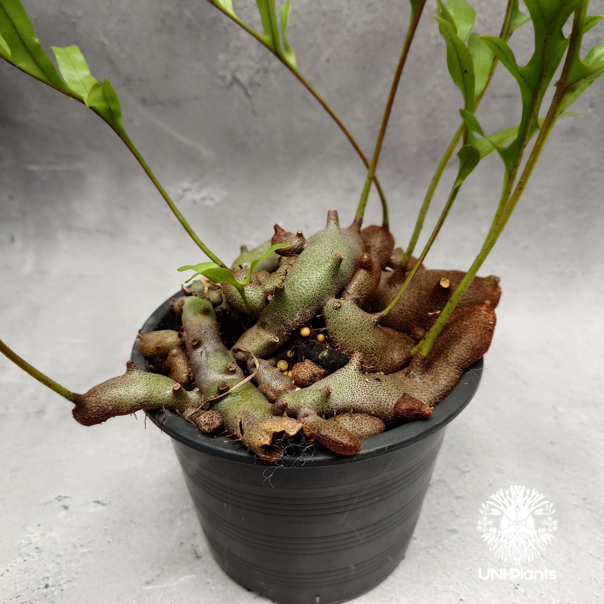 Lecanopteris crustacea narrow レカノプテリス クルスタセア ナロ