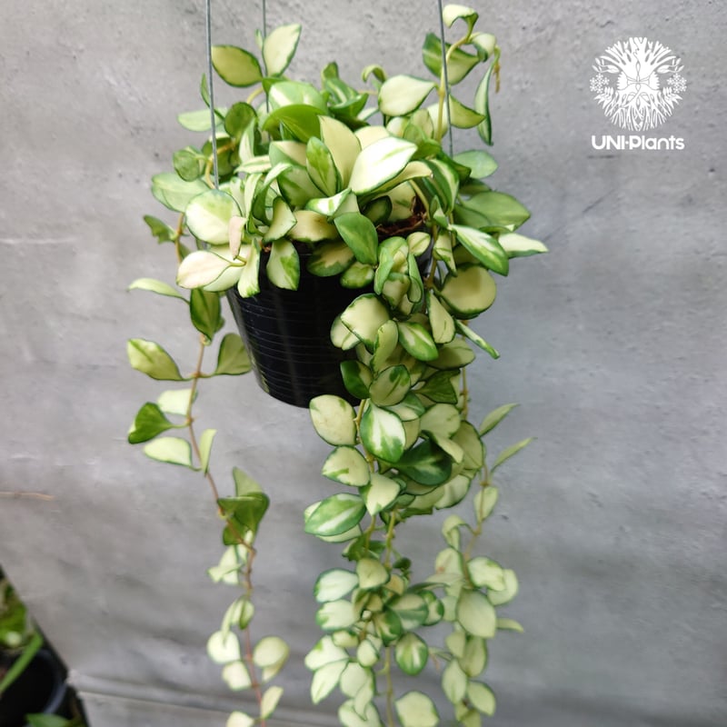 ホヤ ヘウスケリアナ バリエガータ Hoya Heuschkeliana