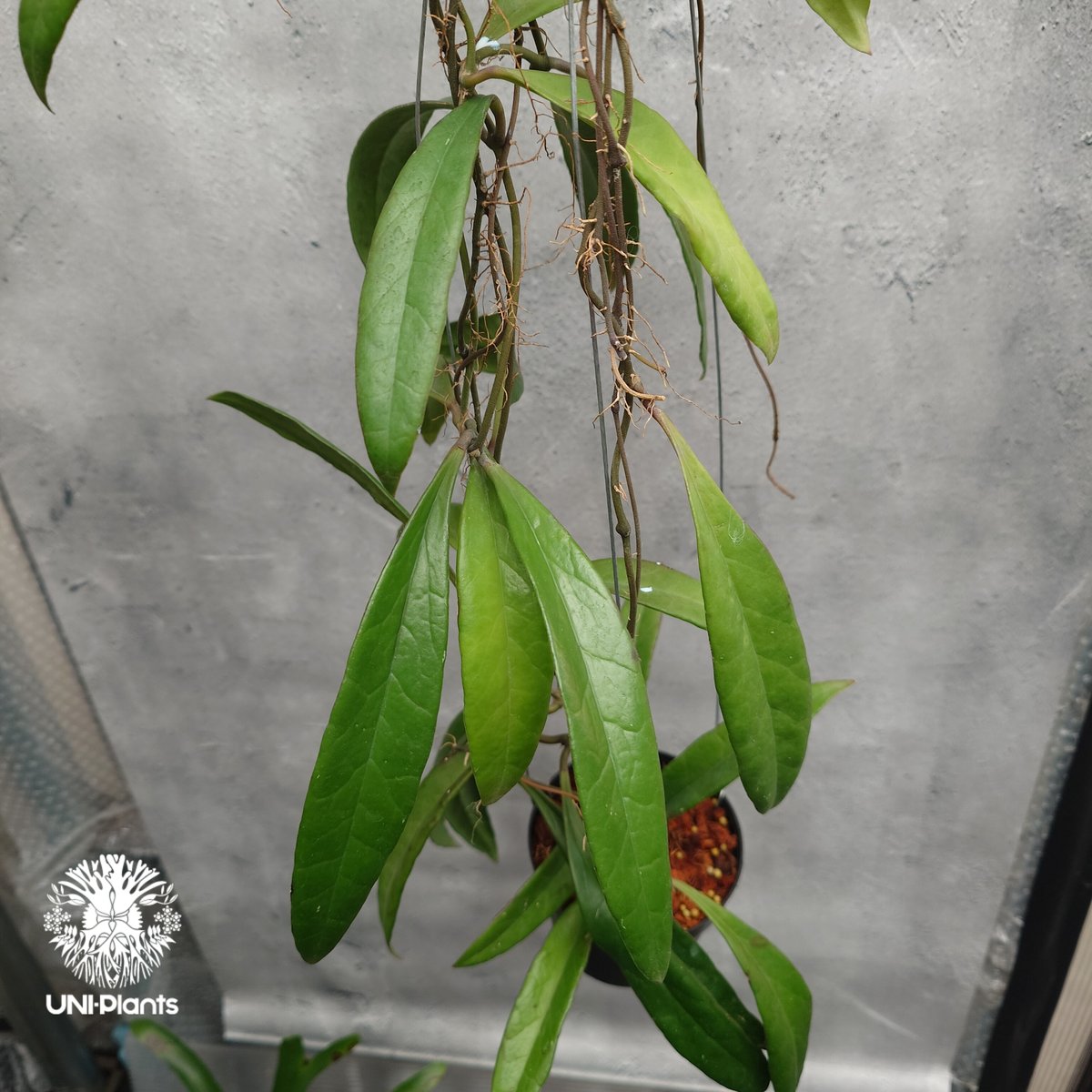 Hoya Sulawesiana ホヤ スラウェシアナ ホヤ植物 Hoya plants 珍し