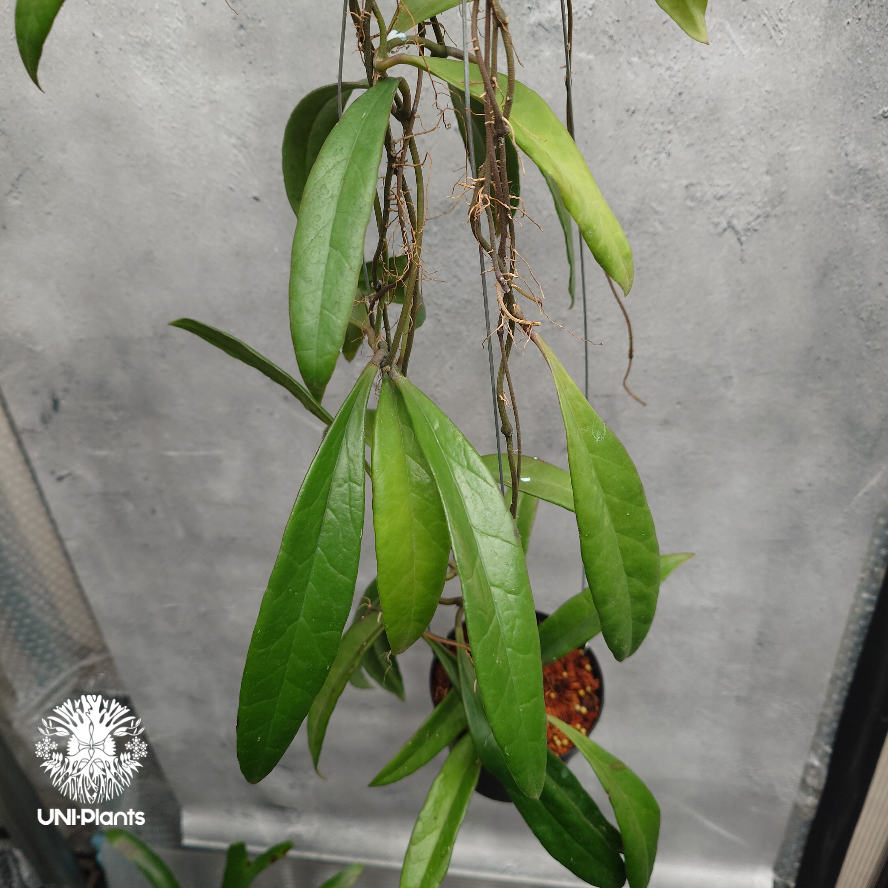 0761 Hoya sulawesiana ホヤ　スラウェシアナ original