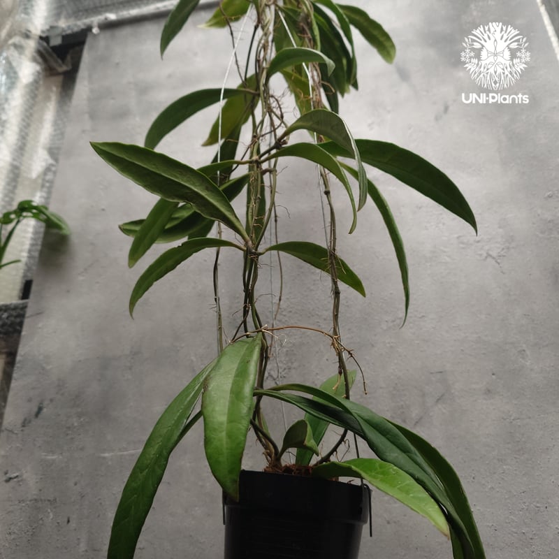 Hoya Sulawesiana ホヤ スラウェシアナ ホヤ植物 Hoya plants 珍し