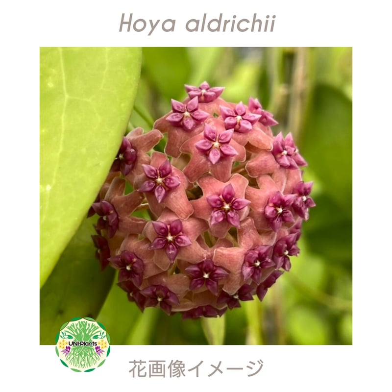 ホヤ アルドリッチ Hoya aldrichii ホヤ植物 サクララン Hoyaplants