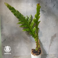 【タイ直輸入・ドリナリア】Drynaria sp. " New Guinea "  |  ドリナリア sp. "ニューギニア" |  ドリナリア｜Drynaria｜シダ植物