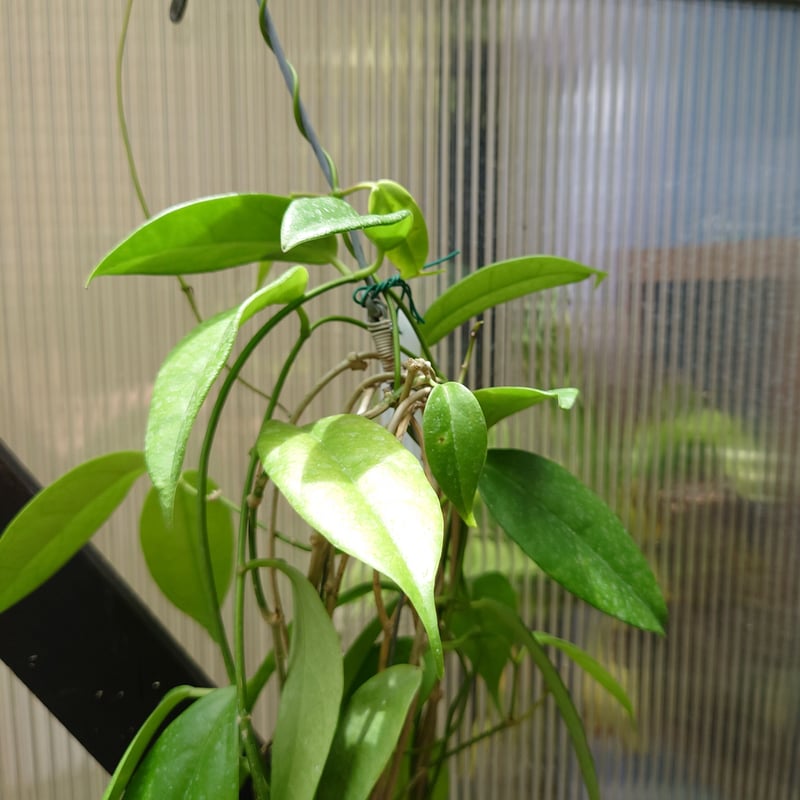希少! ホヤ ブオティ Hoya buotii ホヤ植物 植物 珍奇植物 珍奇 希少! ホヤ ブオティ Hoya buotii ホヤ植物 植物 珍奇植物 珍奇