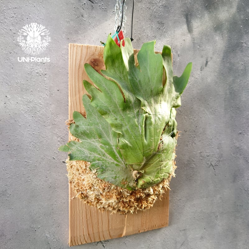 初入荷! ビカクシダ ワリチー Platycerium wallichii コウモリ