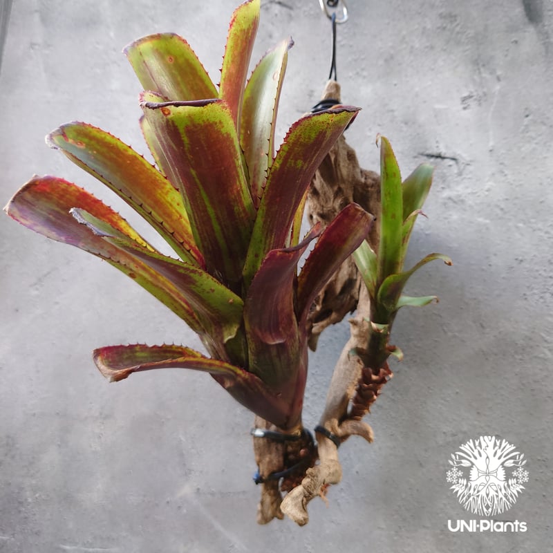 Aechmea nudicaulis エクメア ヌディカウリス 流木付け タンクブロメリ