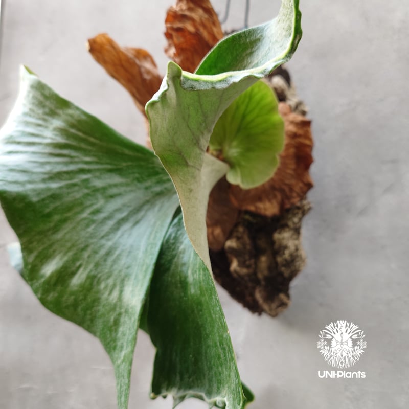 ビカクシダ ステマリア Platycerium stemaria コウモリラン ビカクシダ