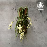 キロスキスタ ビリディフラバ Chiloschista viridiflava 着生植物 珍しい 着生蘭 着生ラン 珍奇植物 インテリア植物 ハンキング植物