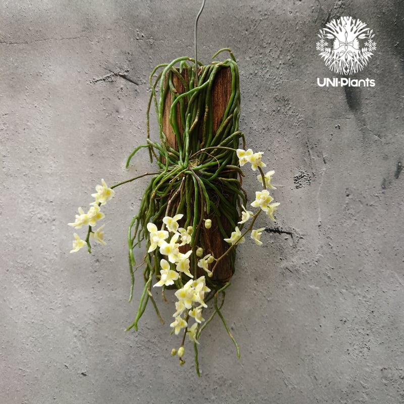 キロスキスタ ビリディフラバ Chiloschista viridiflava 着生植物 珍し