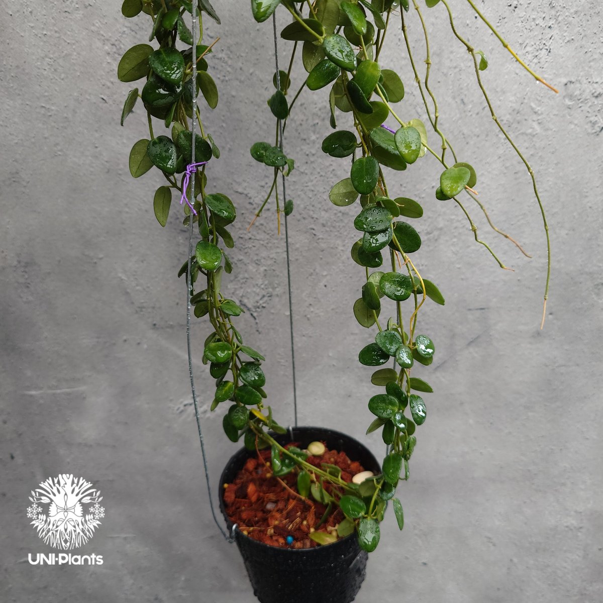 Hoya Pulleana ホヤプレナ ホヤ植物 ホヤの花 Hoya plants 希少 レア