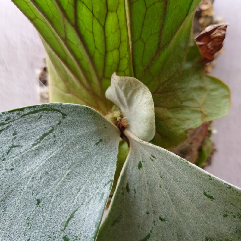 ビカクシダ　エレファントティス　　胞子葉あり　子株3つ展開中 ビカクシダ エレファントティス 胞子葉あり 子株3つ展開中