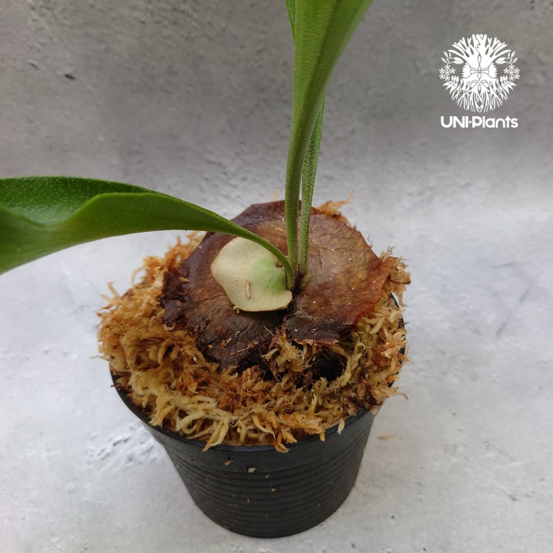 Platycerium hillii Pumila Kew Garden (sporeling