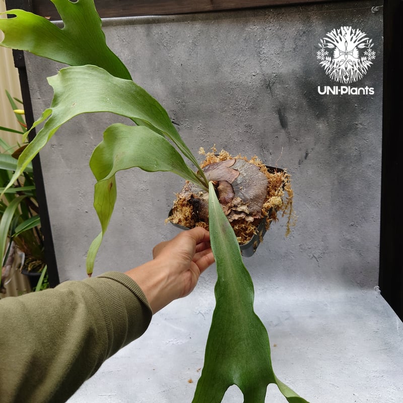 ビカクシダ mimu Platycerium hillii cv. Min Min (pup) ビカクシダ ヒリー