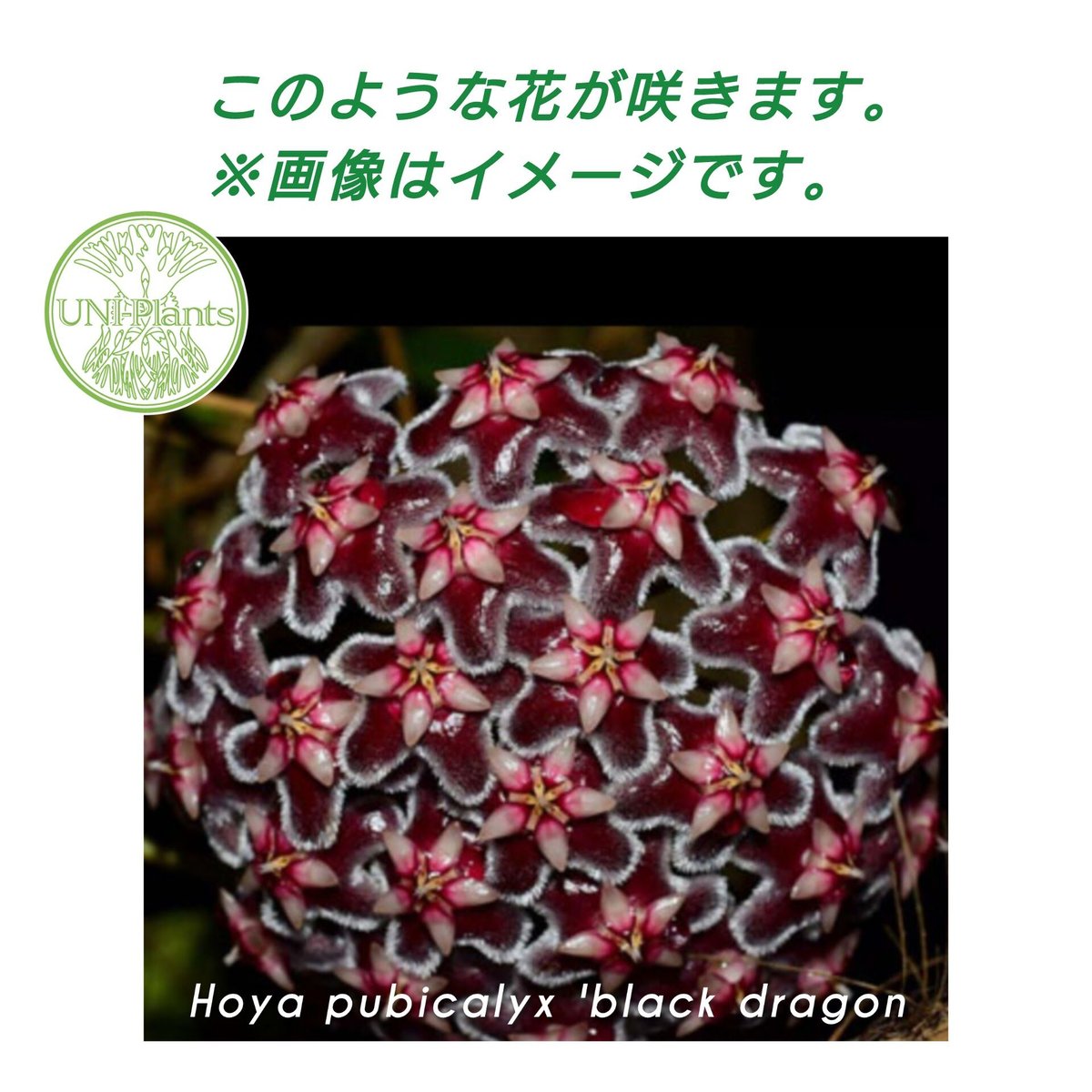 49 ホヤ　プビカリックス　pubicalyx シルバースプラッシュ　外斑入り 49 ホヤ プビカリックス pubicalyx シルバースプラッシュ 外