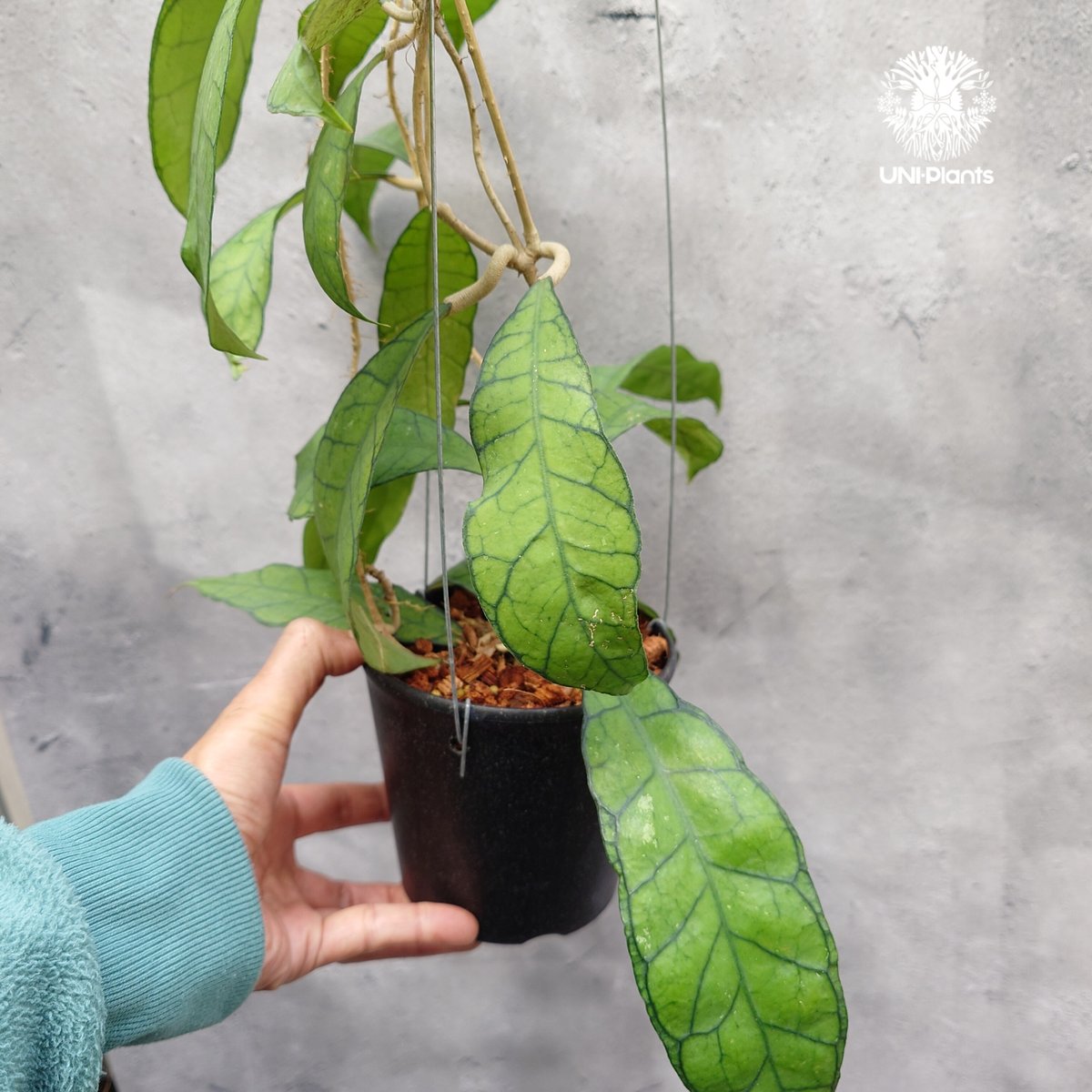 Hoya Kalimantan ホヤ カリマンタン ホヤ植物 ホヤの花 希少 レア つる性 つ...